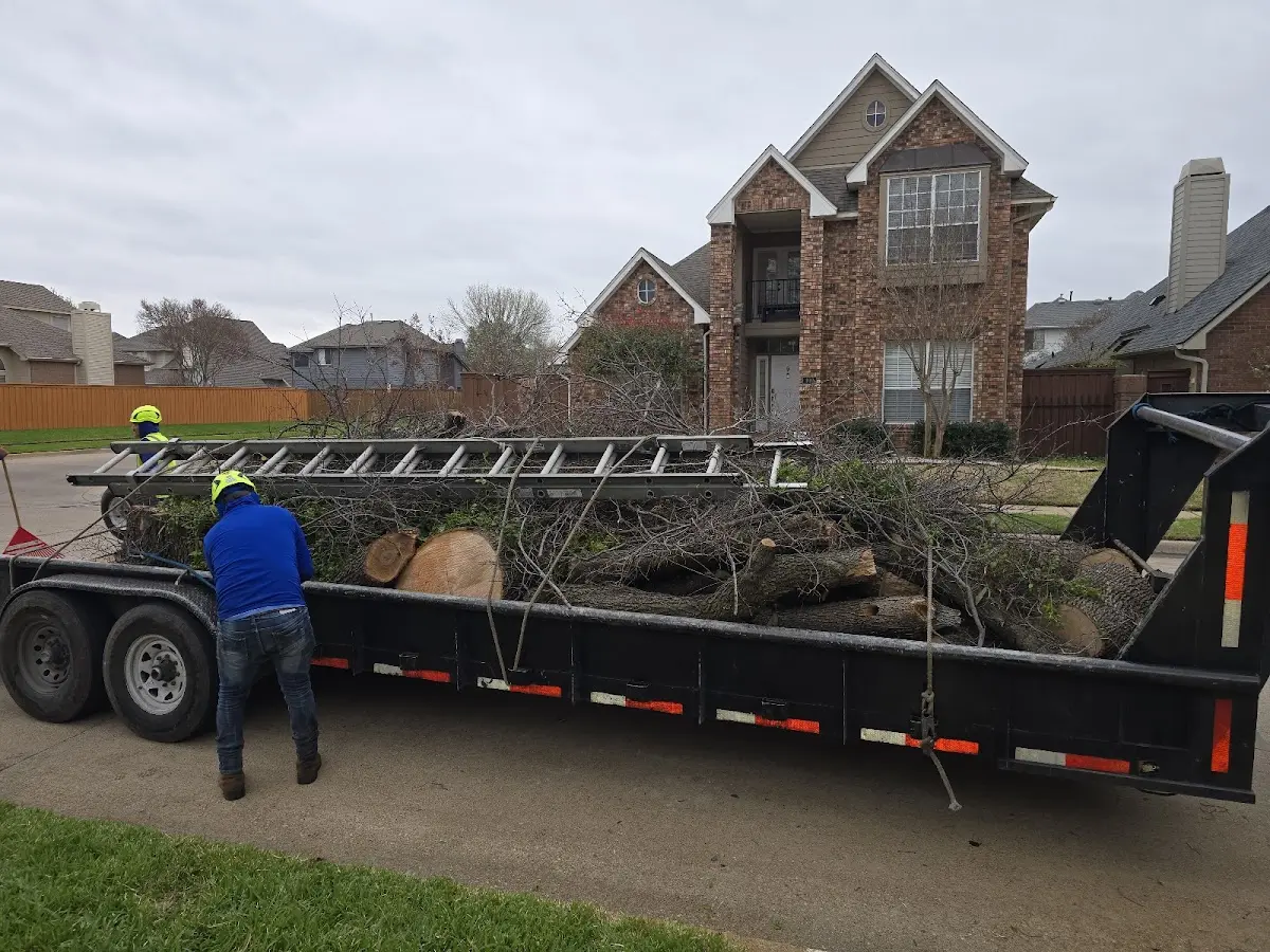 Expert Tree Removal with proper safety equipment in Adair